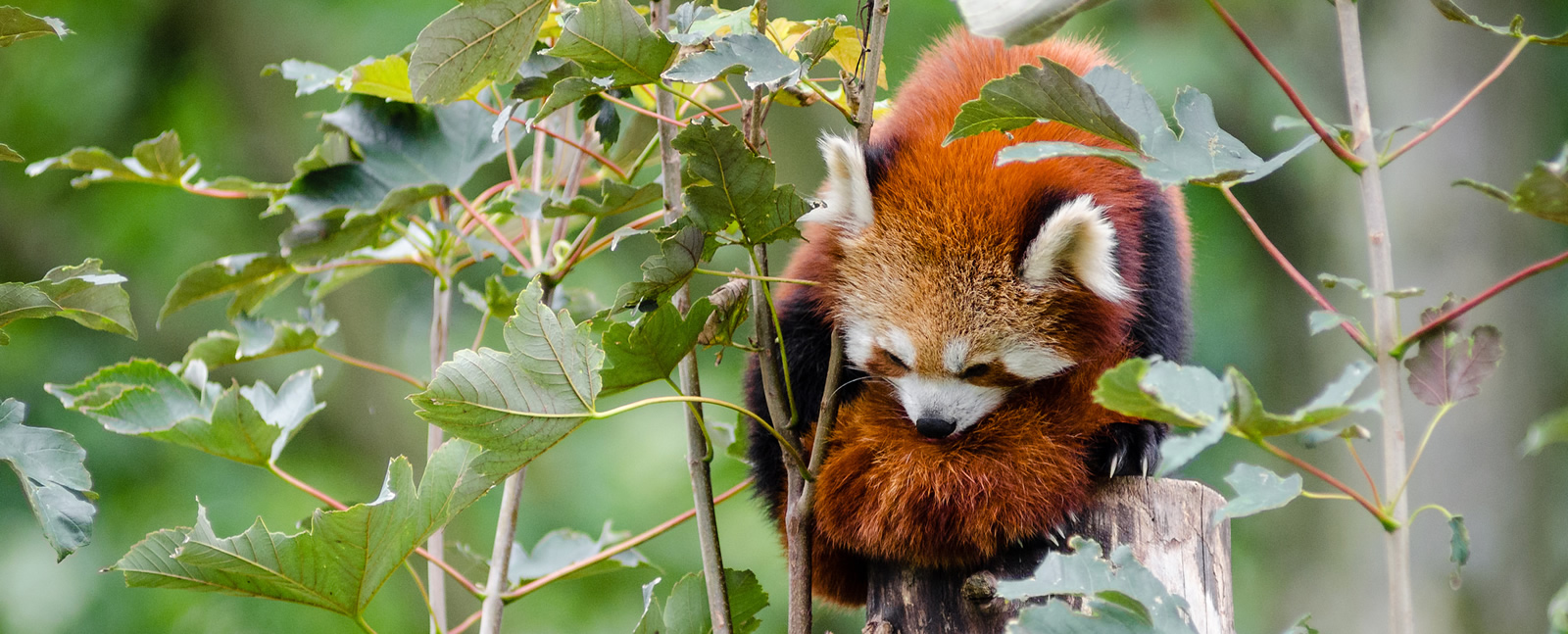 red-panda